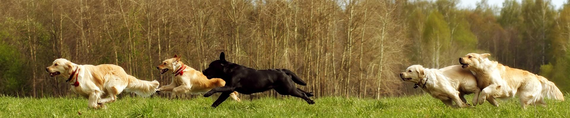 Lee Lunt, Certified Dog Behaviourist and Professional Dog Trainer